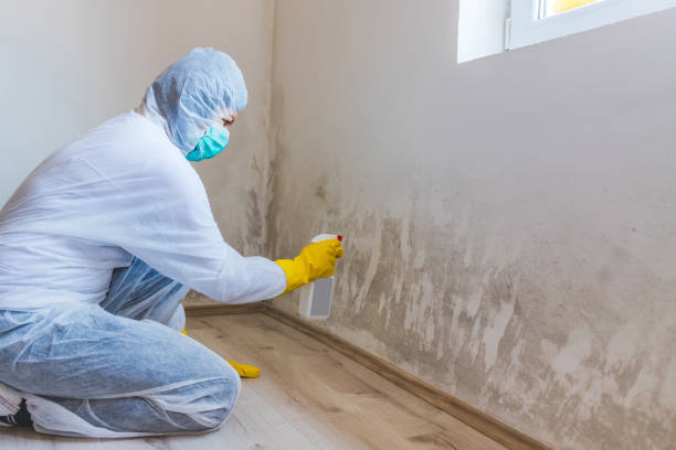 Licensed Mold Remediation service in Berlin, NJ - WQB Mold Removal